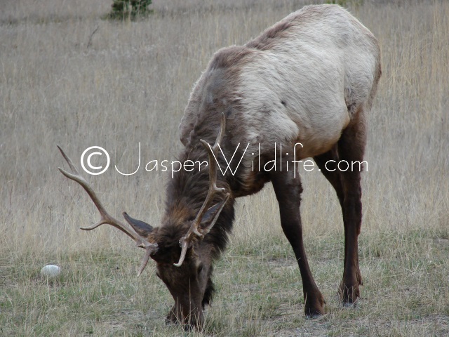 Jasper Wildlife - Bull Elk May 1st with old rack