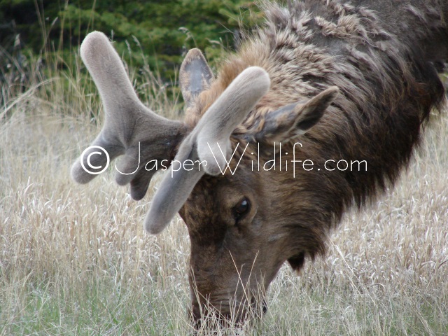 Jasper Wildlife - Bull Elk May 1st
