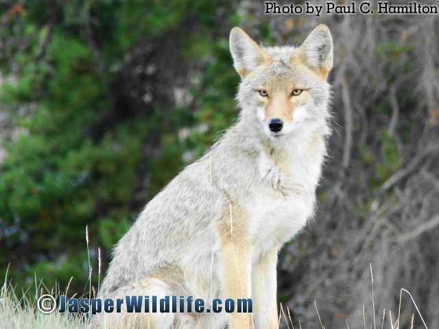Jasper Wildlife Coyote 1833