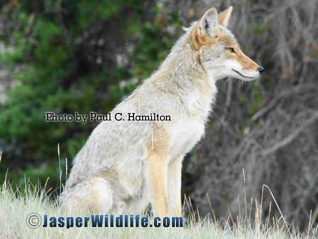 Jasper Wildlife Coyote 1834