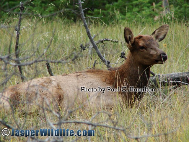 Jasper Wildlife ELK 059 Calf Observes The Rut