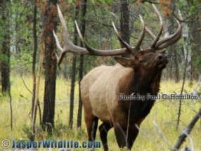Jasper Wildlife ELK Bull Charges Through Brush 136