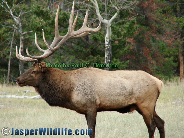 Jasper Wildlife ELK Bull Profile 199