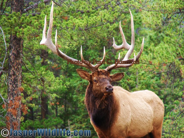 Jasper Wildlife Elk Bull 092707 078