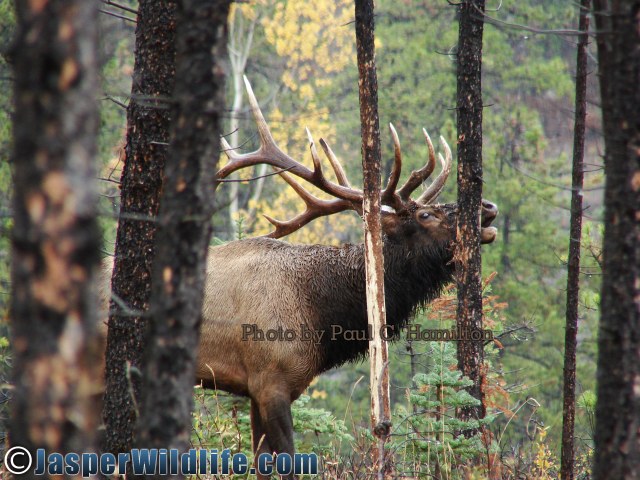 Jasper Wildlife Elk Bull Bugles in Forest 092807 063