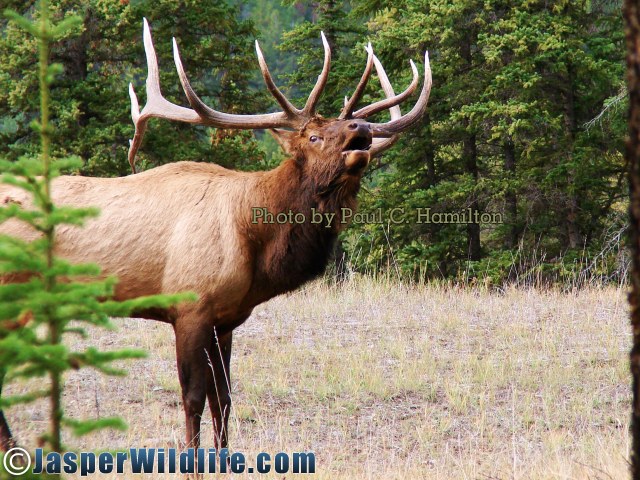 Jasper Wildlife Elk Bull Bugling 092707 089
