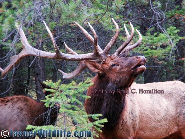 Jasper Wildlife Elk Bull Curling Lip 092707 206