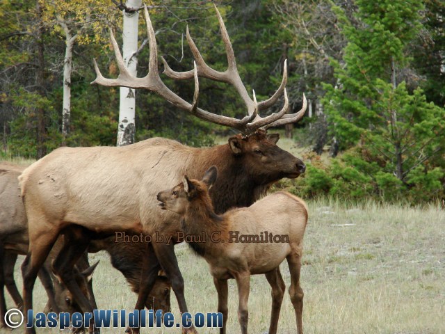 Jasper Wildlife Elk Bull and Calf Yearling 092407 232