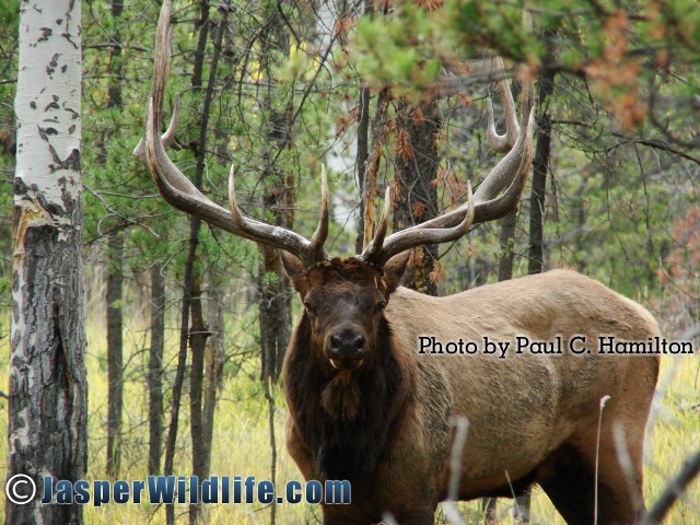 Jasper Wildlife Elk Bull at His Best