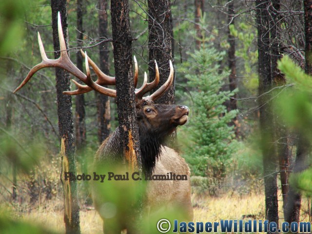 Jasper Wildlife Elk Bull in Forest 092807 016