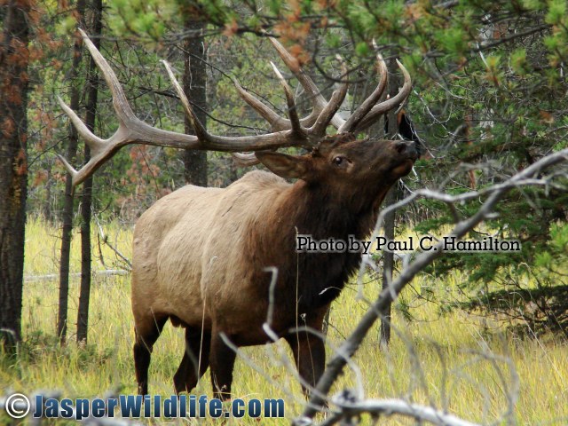 Jasper Wildlife Elk Bull on The Move 137