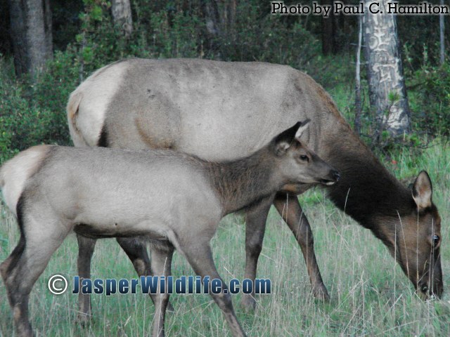 Jasper Wildlife Elk Calf With Mother 020