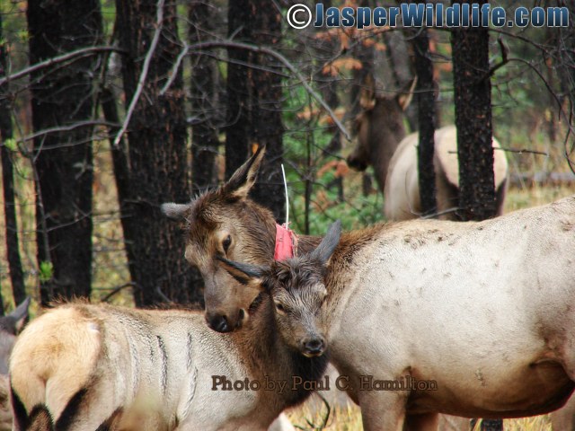 Jasper Wildlife Elk Mother Nuzzling Calf 092807 25