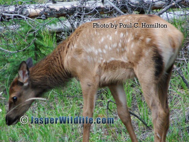 Jasper Wildlife Elk of Year Spotted jul07