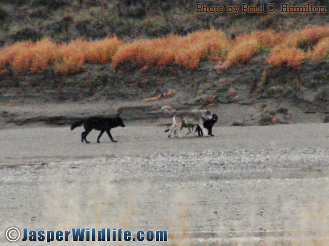Jasper Wildlife - Few of Wolf Pack Near Elk