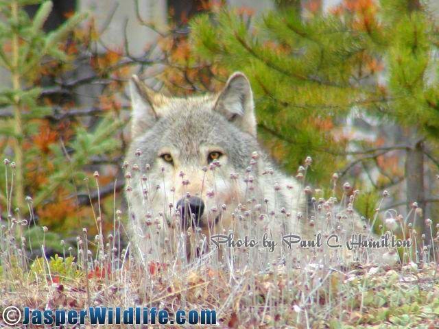 Jasper Wildlife - Healthy Blonde Wolf Lying Near Kill 051408