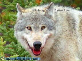 Jasper Wildlife - Healthy Blonde Wolf Near a Kil 051408