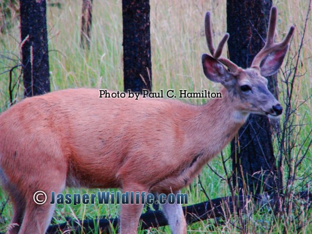 Jasper Wildlife Healthy Deer aug07