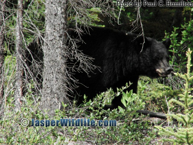 Jasper Wildlife Largest Male Black Bear 1314