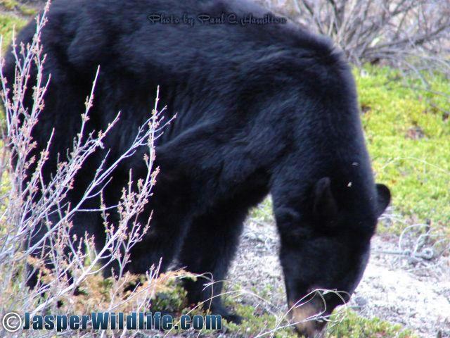 Jasper Wildlife - Lean Bear in Spring 051408