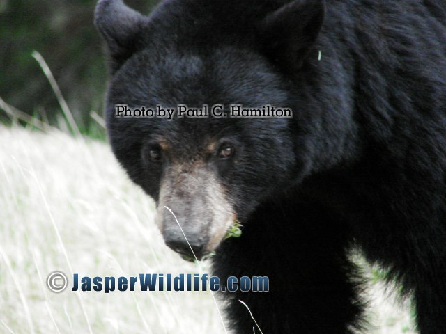 Jasper Wildlife - Male Black Bear eating Dandelions 1183