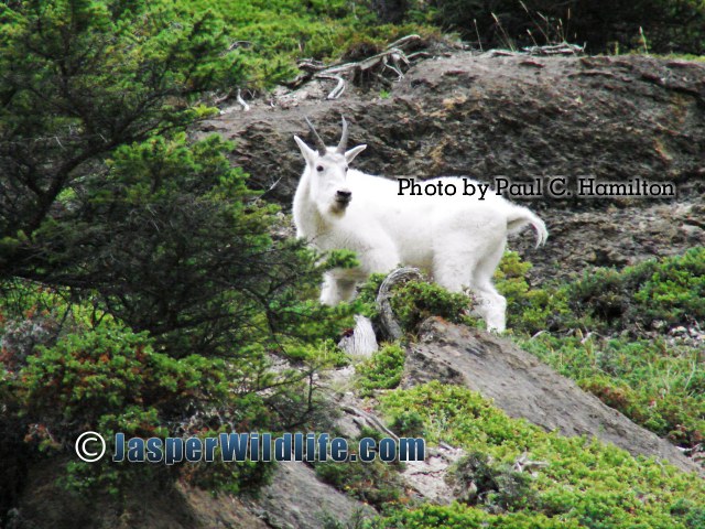 Jasper Wildlife Mountain Goat 017