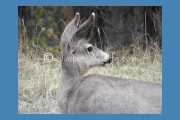 Jasper Wildlife - Mule deer listening