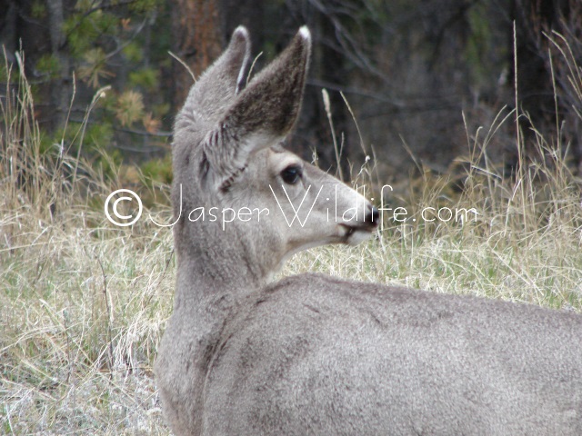 Jasper Wildlife Mule deer listening