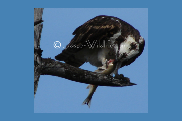 Jasper Wildlife - Osprey Eating Fish
