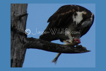 Jasper Wildlife - Osprey Observing Meal