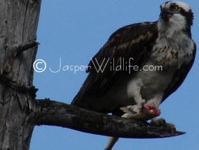 Jasper Wildlife - Osprey With Catch