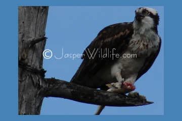 Jasper Wildlife - Osprey With Catch
