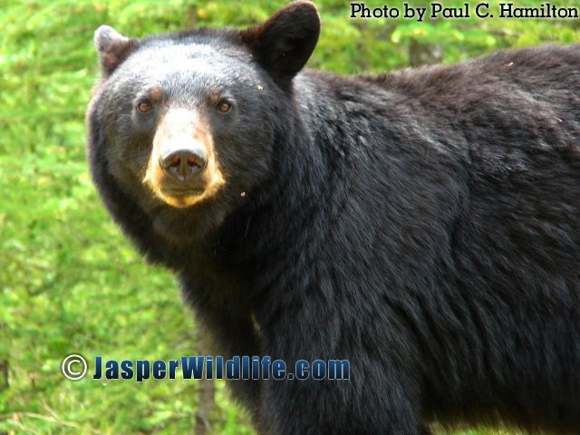 Jasper Wildlife - Patient Mother Bear 639