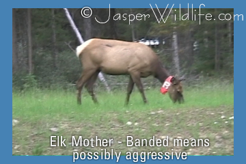 Banded Elk Mother