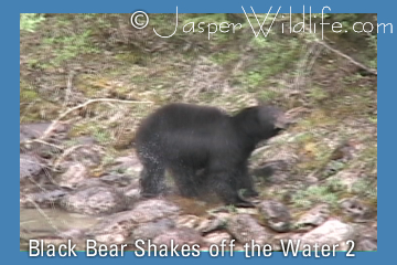Black Bear Shakes off Water 2
