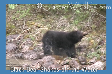 Black Bear Shakes off Water
