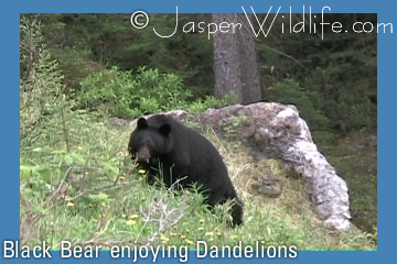 Black Bear Enjoying Dandelions