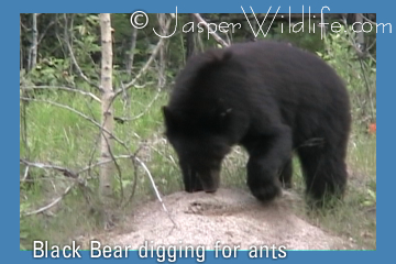 Black Bear digging for ants