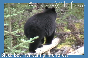 Black Bear retreating to the forest