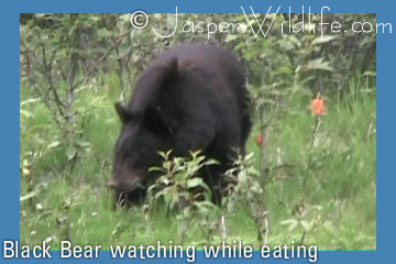 Black Bear watching while eating