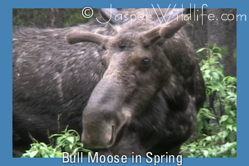 Bull Moose in Spring