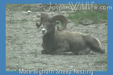 Male Bighorn Sheep Resting