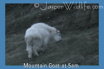 Mountain Goat at 5am
