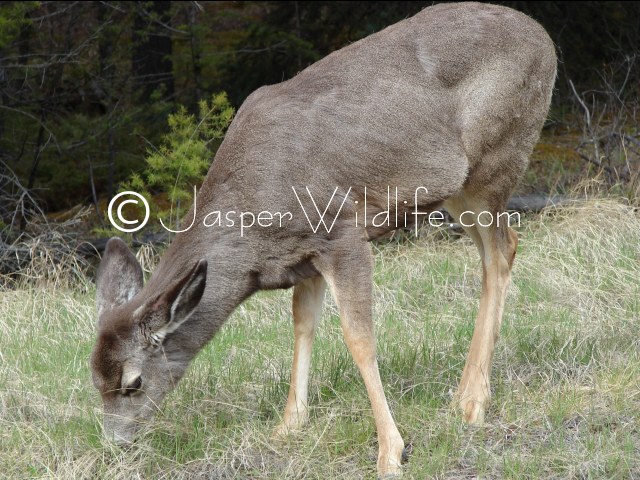 Jasper Wildlife - Mule Deer Eating 92