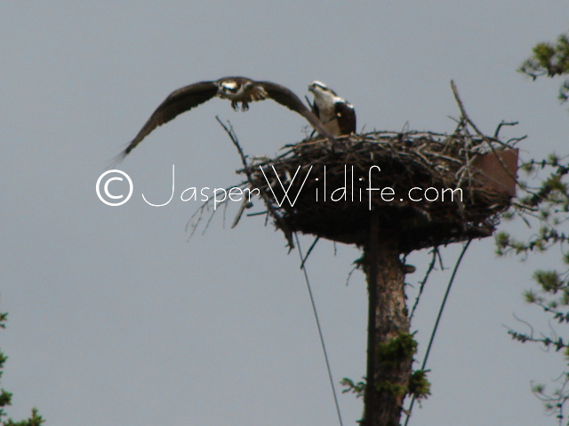 Jasper Wildlife Pics Osprey flying big