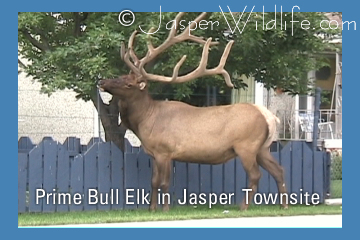 Prime Bull Elk in Jasper Townsite