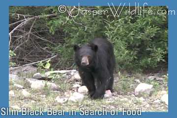 Slim Black Bear Searching For Food