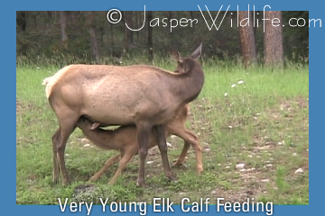 Very Young Elk calf Feeding