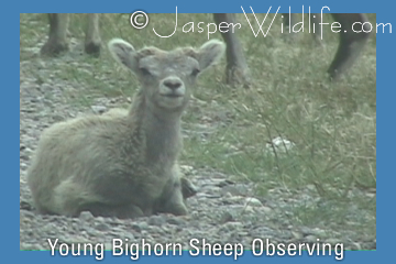 Young Bighorn Sheep Observing