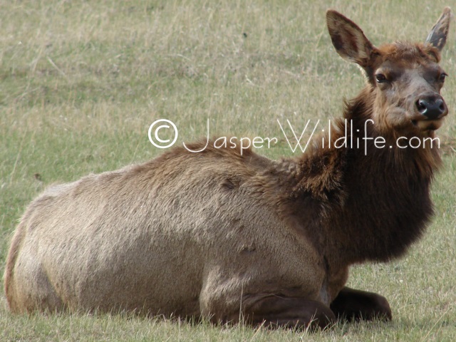 Jasper Wildlife Pics resting elk big